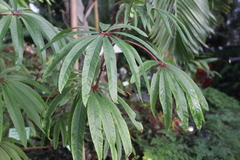 Begonia luxurians