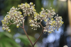 Begonia luxurians