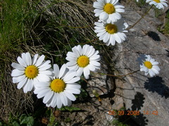 Tripleurospermum caucasicum