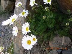 Tripleurospermum caucasicum