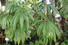 Begonia luxurians