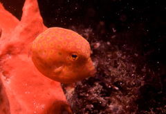 Anoplocapros inermis