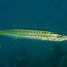 Striped Barracuda - Photo (c) Erik Schlogl, some rights reserved (CC BY-NC)