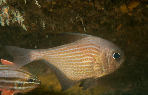 Bigscale bullseye (Pempheris multiradiata) — Pempheridae — 2