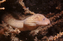 Gymnothorax cribroris