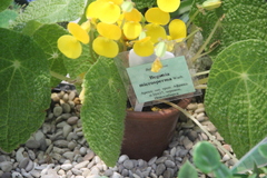 Begonia microsperma