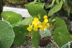 Begonia microsperma