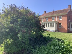 Hypericum canariense