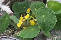 Begonia microsperma
