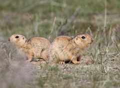 Spermophilus fulvus
