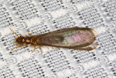 Incisitermes fruticavus