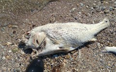 Sciaenops