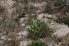 Asparagus lignosus