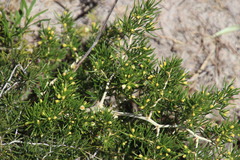 Asparagus lignosus