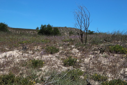 West Coast Capewort (Phyllopodium phyllopodioides)