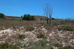 Phyllopodium phyllopodioides