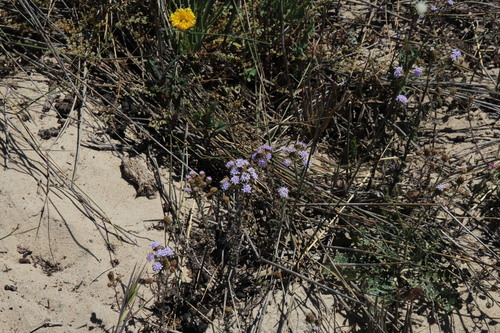 Image of Phyllopodium phyllopodioides by (c) Tony Rebelo, some rights reserved (CC BY-SA)
