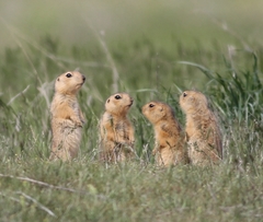 Spermophilus