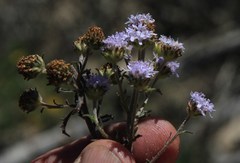 Phyllopodium phyllopodioides