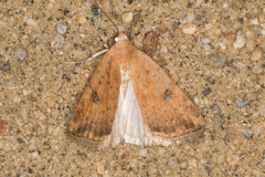 Micrathetis triplex