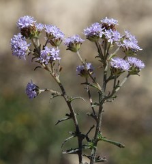 Phyllopodium phyllopodioides