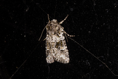 Lacinipolia strigicollis