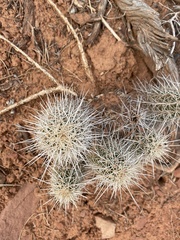 Echinocereus