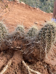 Echinocereus