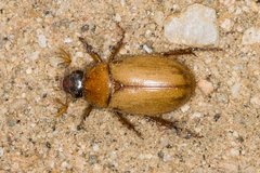 Cyclocephala pasadenae