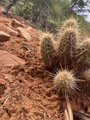 Echinocereus