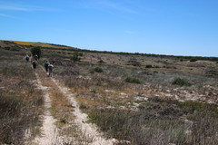 Adenogramma glomerata