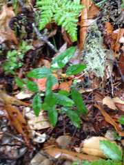 Rhinotropis californica