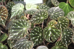 Begonia pustulata