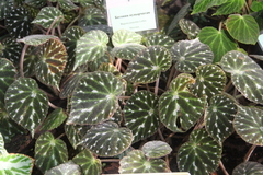 Begonia pustulata