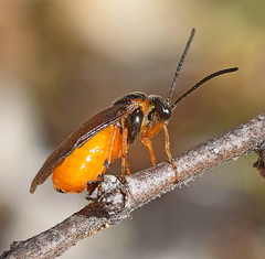 Hennedyia annulitarsis