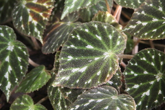 Begonia pustulata