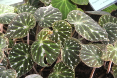 Begonia pustulata