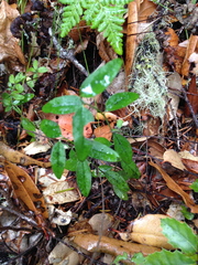 Rhinotropis californica