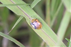 Aspidimorpha nigropunctata