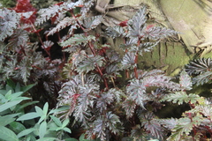 Begonia serratipetala