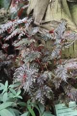 Begonia serratipetala