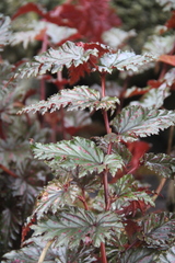 Begonia serratipetala