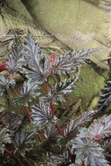 Begonia serratipetala