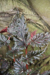 Begonia serratipetala