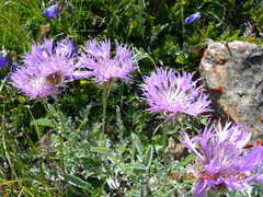 Psephellus caucasicus