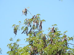 Albizia inundata
