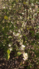 Lonicera fragrantissima