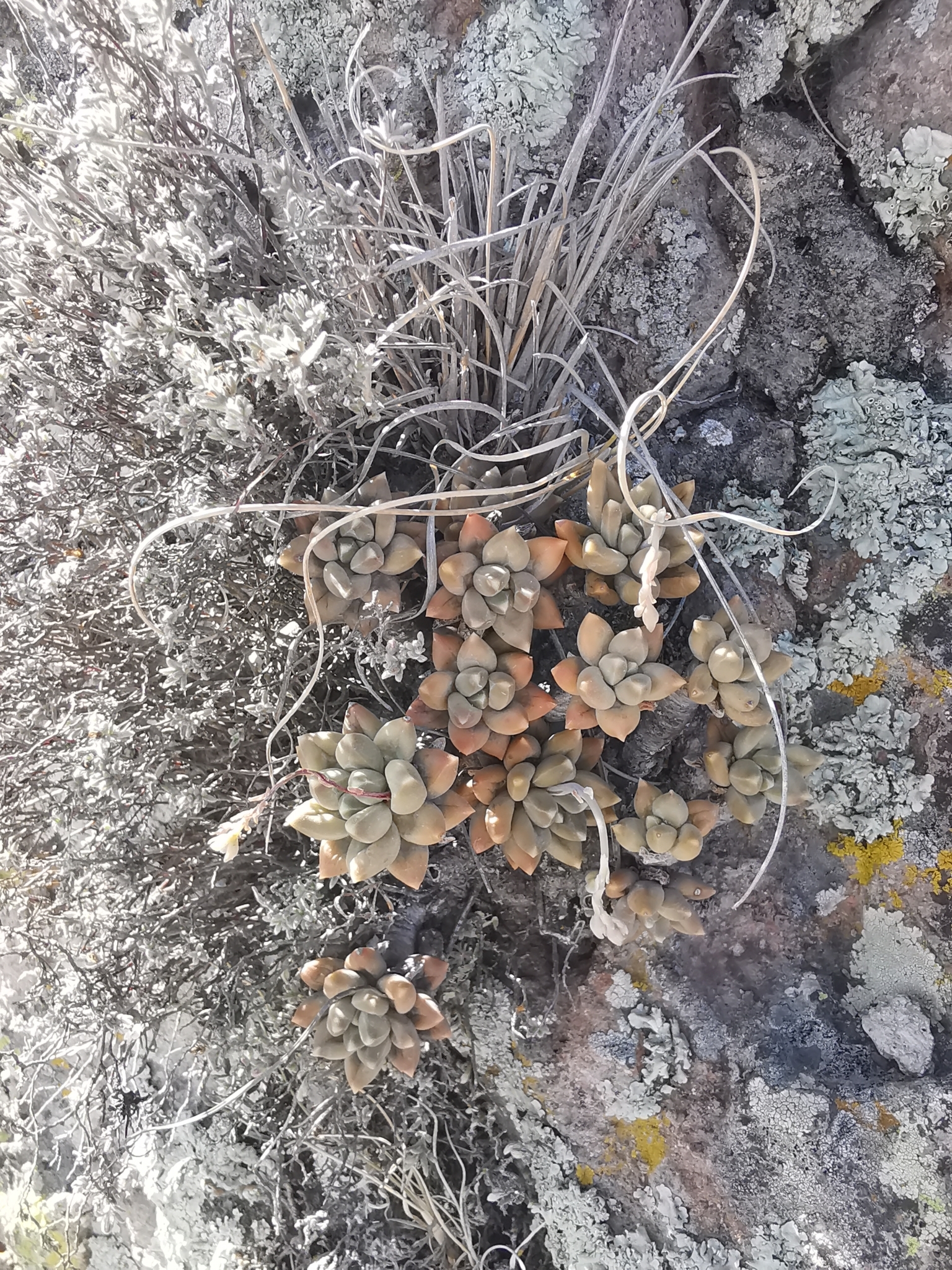 Imagem de Planta-jade compacta