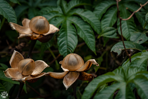 Distimake tuberosus