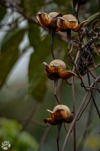Distimake tuberosus
